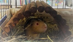 guinea pig cages, guinea pig toys, guinea pig accessories