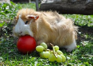 guinea pig care, what can guinea pigs eat