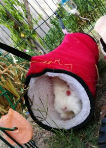 outdoor guinea pig enclosure, guinea pig hidey houses tunnel