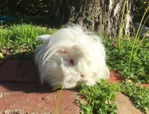 best guinea pig diet, fresh grass hay, oaten hay, timothy hay