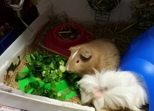 best guinea pig diet, safe guinea pig foods