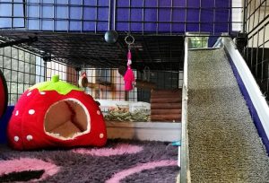 guinea-pig-cage-ramp-guinea-pig-fleece-Vetbed-bedding