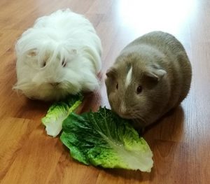 guinea pig diet, guinea pig safe foods