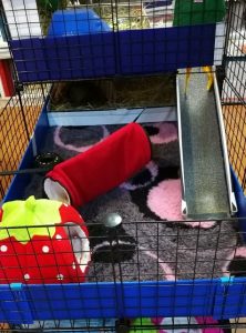 indoor guinea pig cages, guinea pig toys, guinea pig accessories, ramp, fleece hidey hut, tunnel