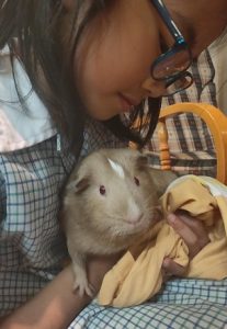 best pets for kids, guinea pigs as pets