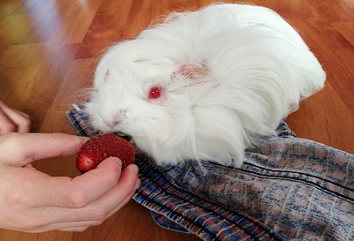 hand feed guinea pig strawberry