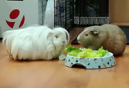 healthy guinea pig diet cos lettuce