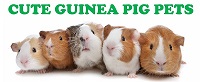 cute guinea pig, best pets for kids, guinea pigs as pets