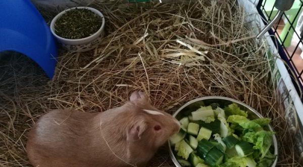 guinea pig care, easiest pets to take care of