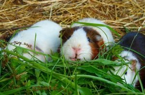 guinea pig care, guinea pig diet