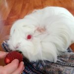 What foods can’t guinea pigs eat?