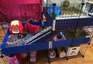 indoor guinea pig cages