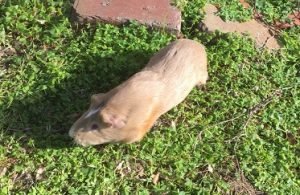 guinea pig diet, fresh grass hay, natural guinea pig feed