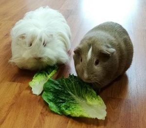 guinea pig diet, guinea pig safe foods