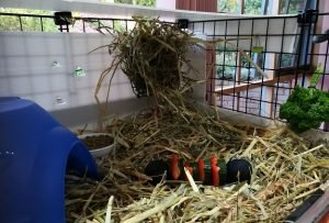 guinea pig cage, guinea pig diet feeding kitchen