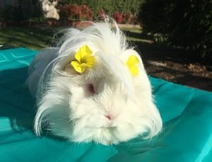 guinea pig outdoor enclosure, guinea pig hay grass diet