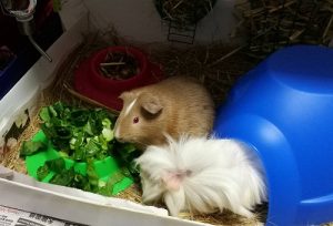guinea pig kitchen leafy greens diet